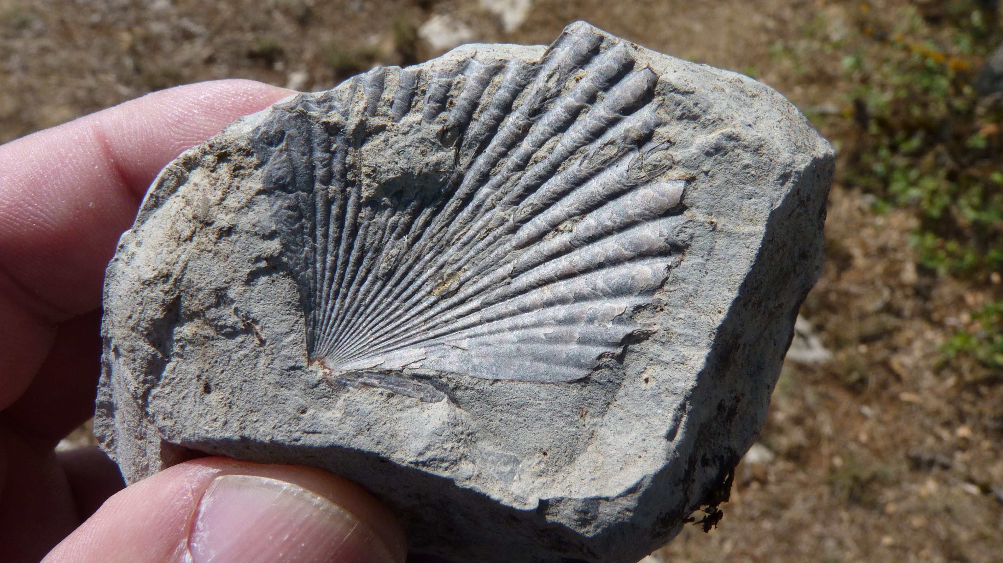 Itinerarios geológicos Fundación Mediterráneo los Molinos 15.jpg