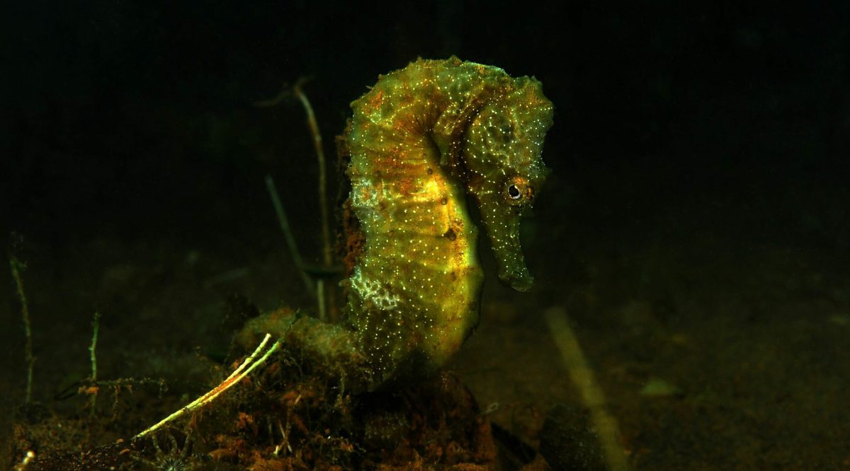Pie foto: En el fondo del mar. Los caballitos, en fase adulta, viven asidos a praderas de algas; este ha sido fotografiado en una de las inmersiones de la Asociación Hippocampus para realizar muestreos. :: JOSÉ LUIS ALCAIDE
--> LVCAR051C21605FOTOK9.jpg
20170516